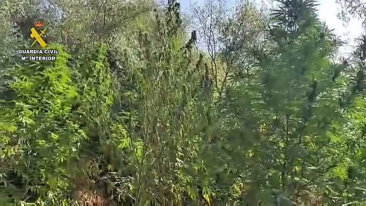 Intervenidas tres plantaciones de marihuana con más de 50 plantas en la provincia de Cáceres