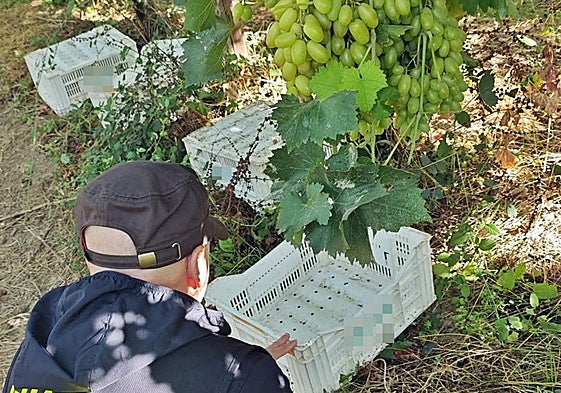 Inspección de las uvas.