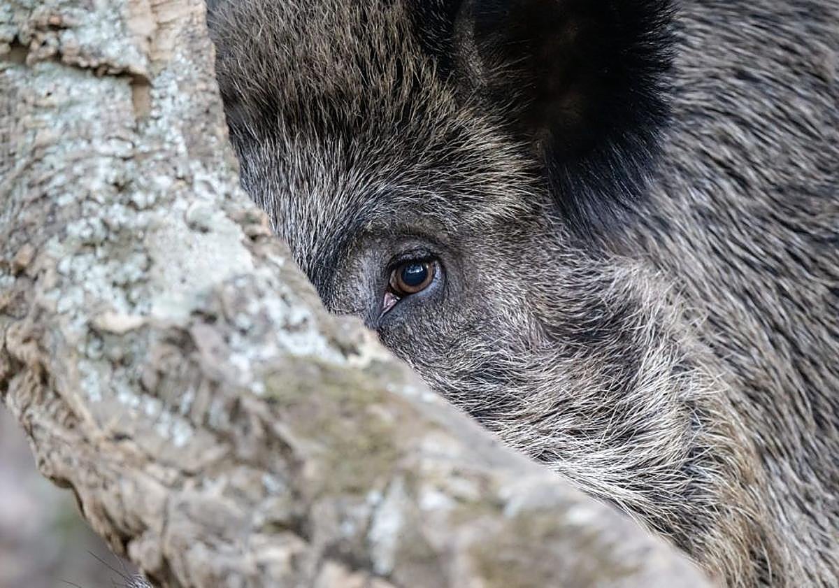 Imagen principal - 'Ojo Avizor', 'Bajo el Aguacero' y 'Sintonía'.