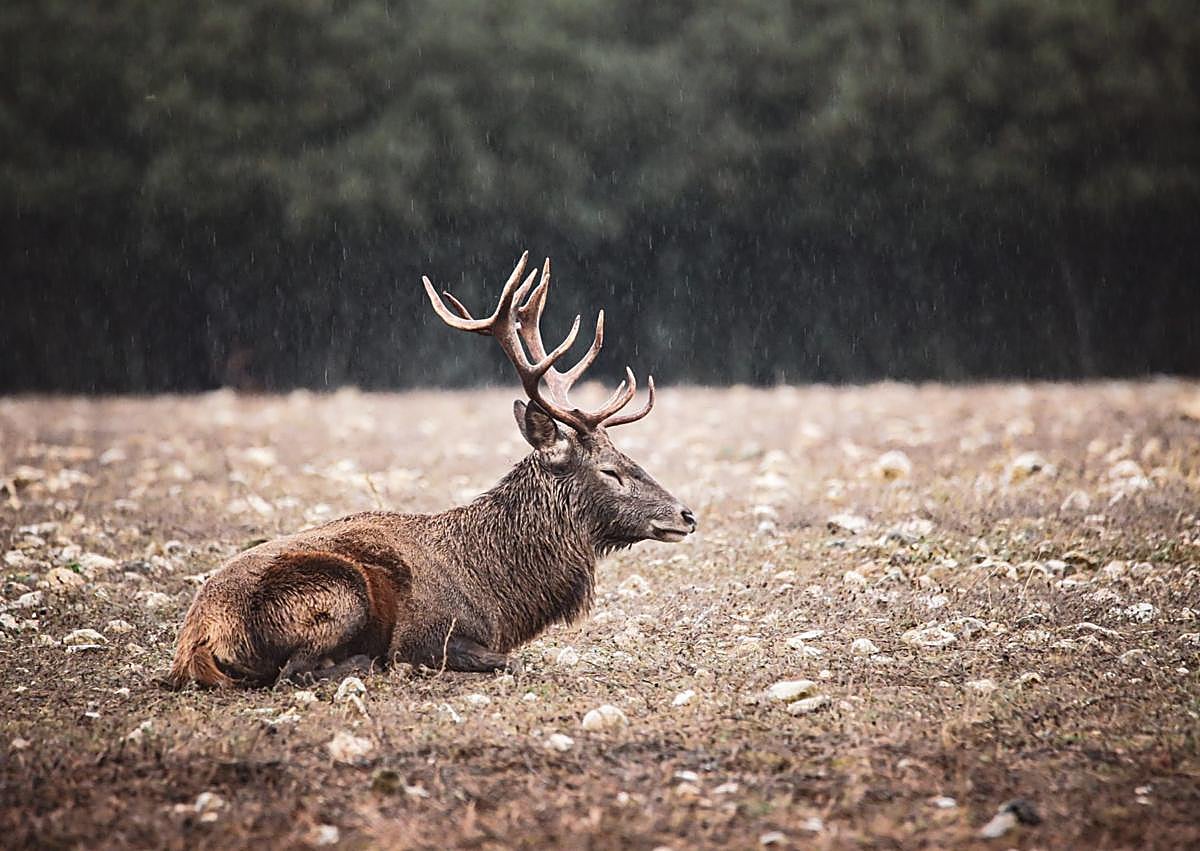 Imagen secundaria 1 - 'Ojo Avizor', 'Bajo el Aguacero' y 'Sintonía'.