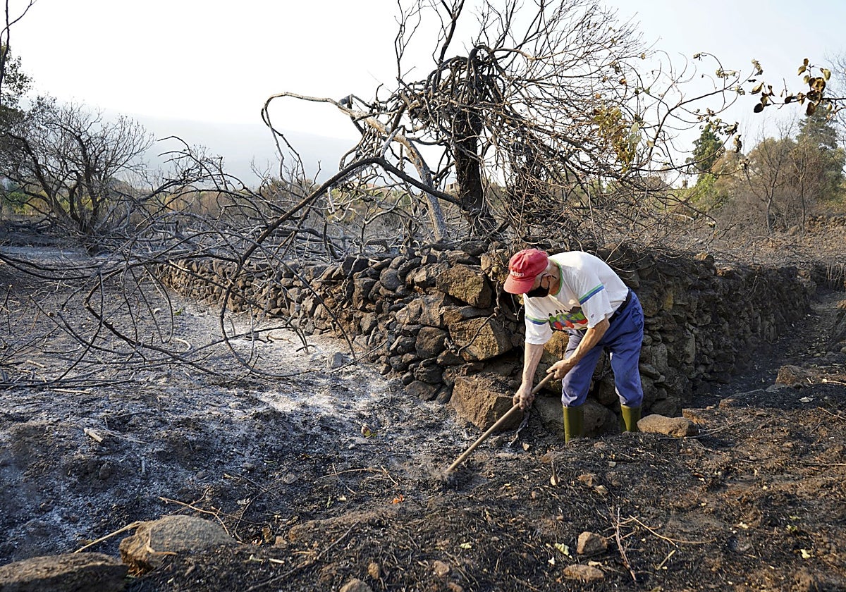 Zona afectada por el incendio de Jarilla.