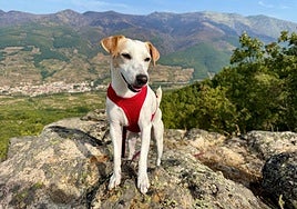Pipper, el famoso perro influencer, regresa a Extremadura: estos son los lugares que recorrerá