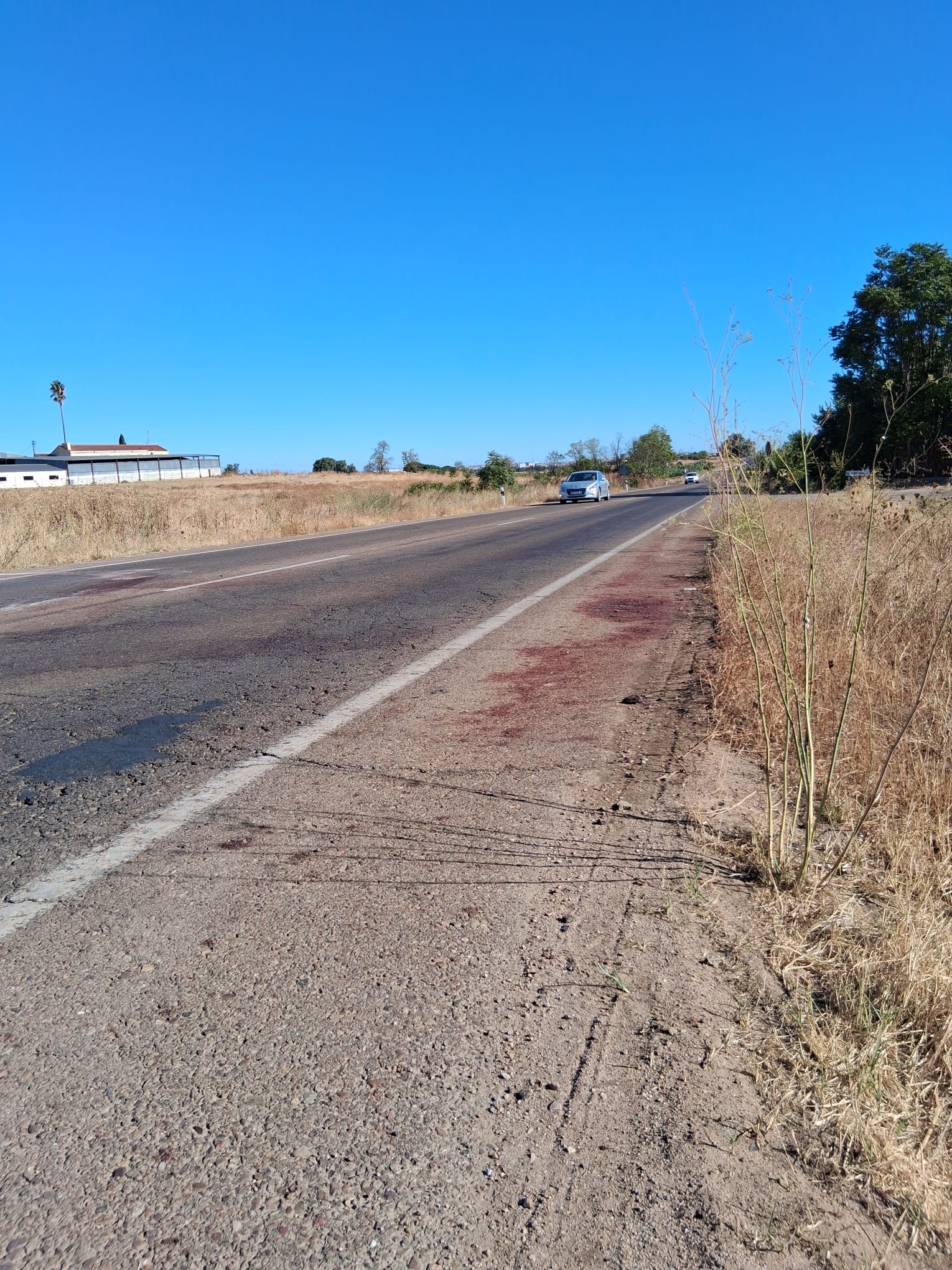 Fotos | Así ha quedado el coche tras al accidente mortal de un conductor y un caballo en Badajoz