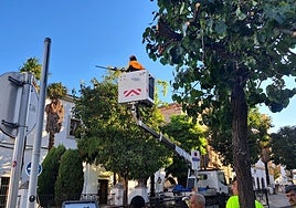 Poda de un ejemplar de peral en la calle Almendralejo.