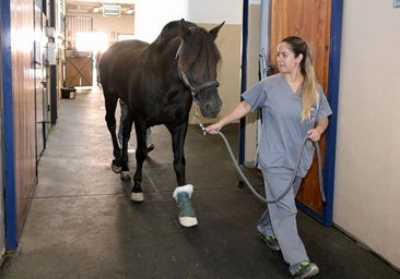 Extremadura confirma su primer foco de fiebre del Nilo Occidental en caballos este año