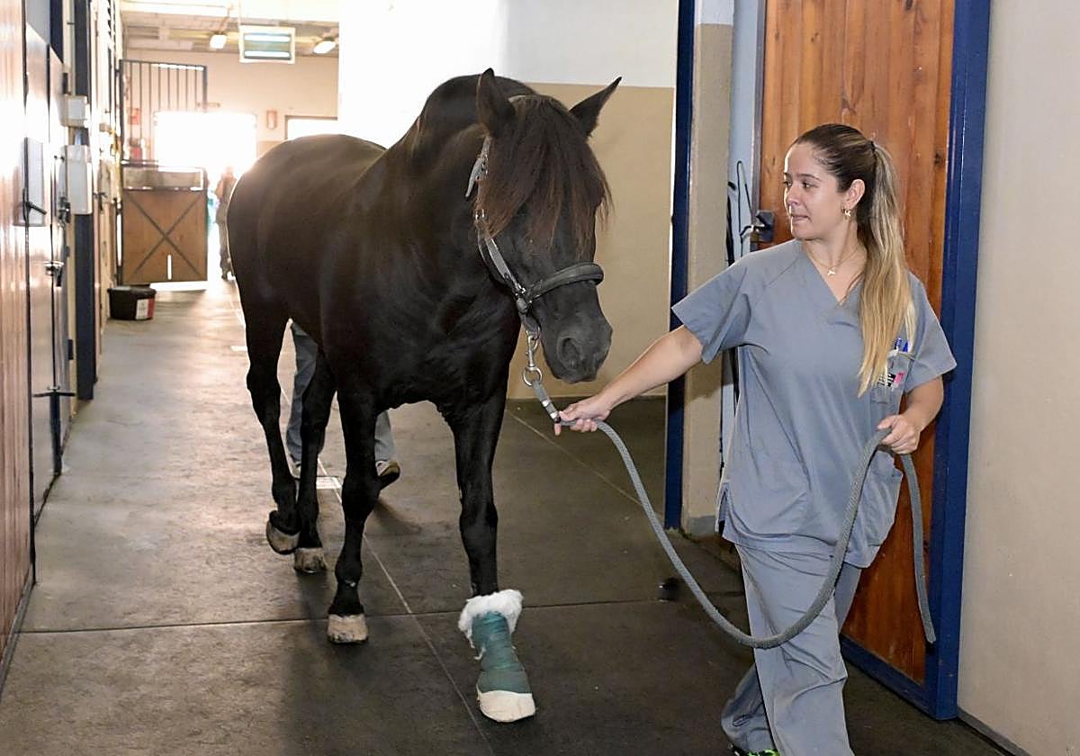 Imagen de archivo de una veterinaria con un caballo.