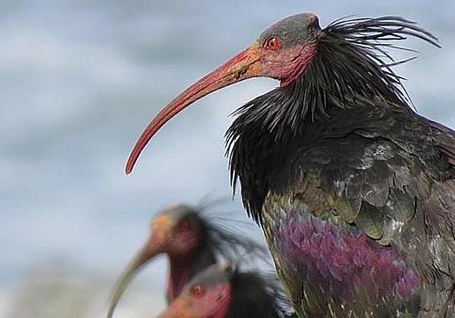 Ejemplar de ibis eremita.