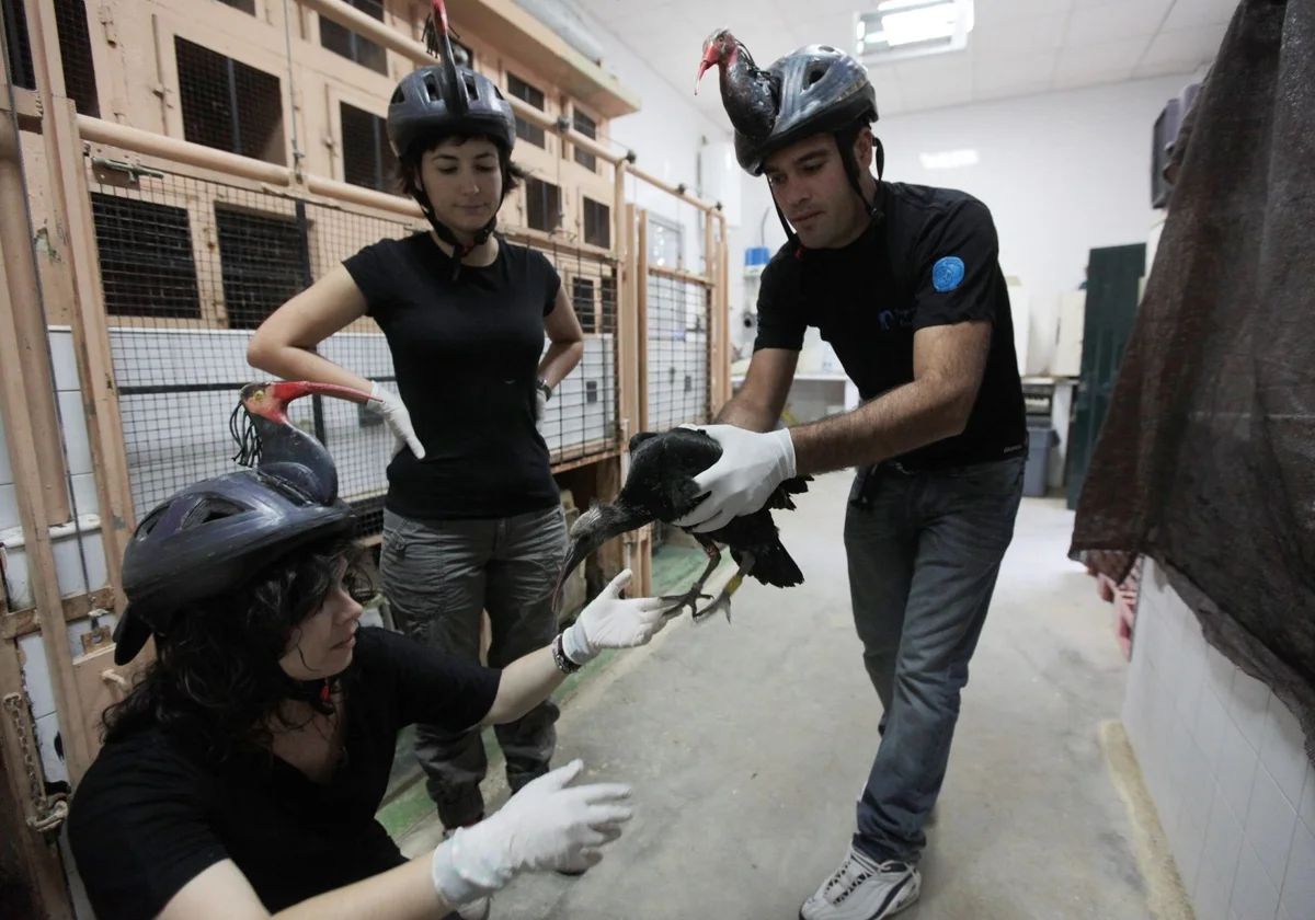 Condenado en Badajoz por matar a cuatro ibis eremitas, una de las aves más amenazadas del mundo