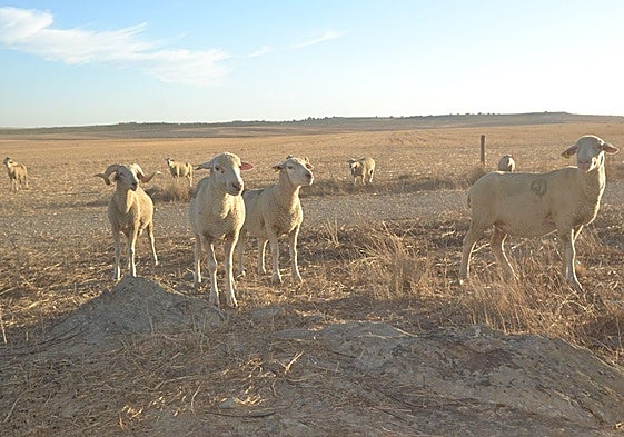 Explotación ovina en Extremadura.