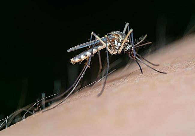 El mosquito infectado transmite el virus del Nilo Occidental a personas y animales.