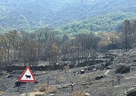 Monte afectado por uno de los incendios forestales que han tenido lugar este verano en la región.
