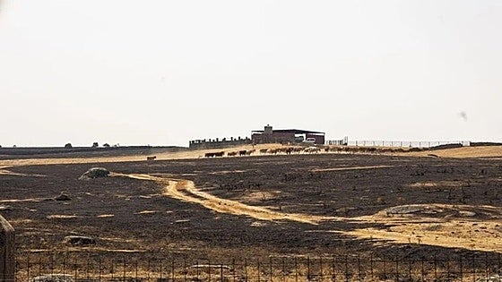 Organizaciones agrarias critican las ayudas extremeñas por los incendios: «Es repartir miseria»