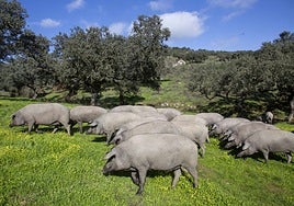 Cerdos ibéricos puros en la montanera pasada en una finca cercana a Valle de Santa Ana, en la comarca de la Sierra Suroeste.