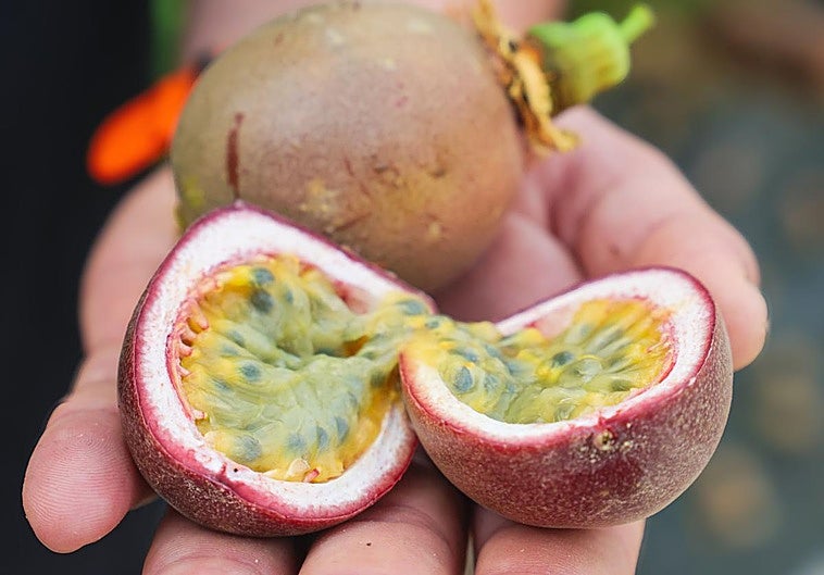 La pulpa del maracuyá se puede comer tras partir en dos la pieza.