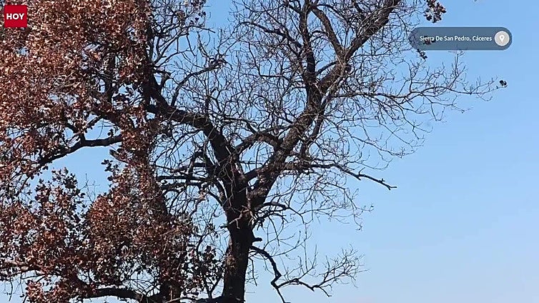 El impacto de los incendios de Extremadura en las aves
