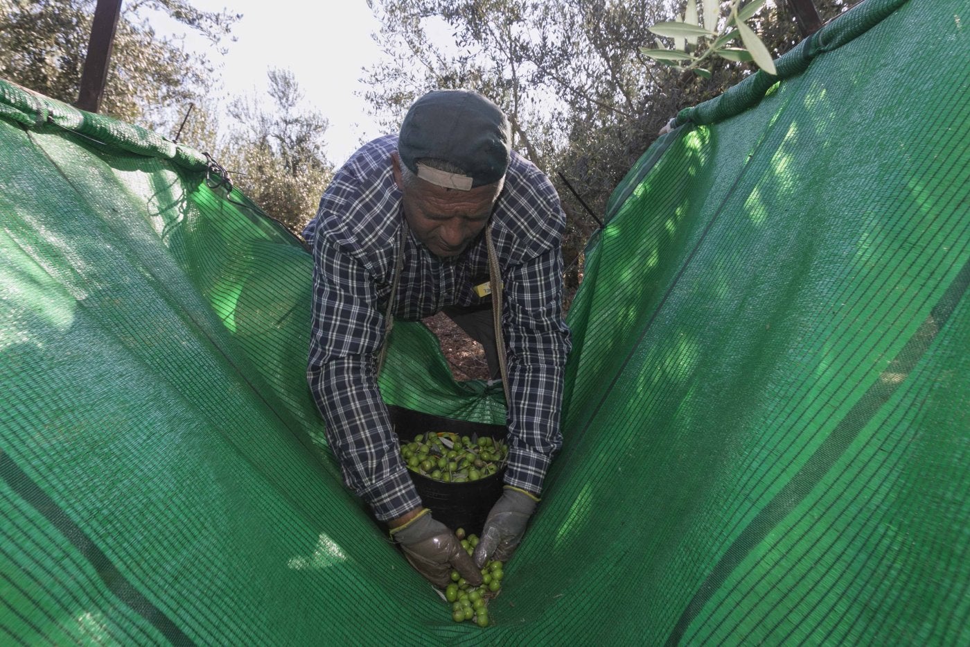 La aceituna verde española tiene un arancel del 15% en Estados Unidos; la negra asume el 46%.