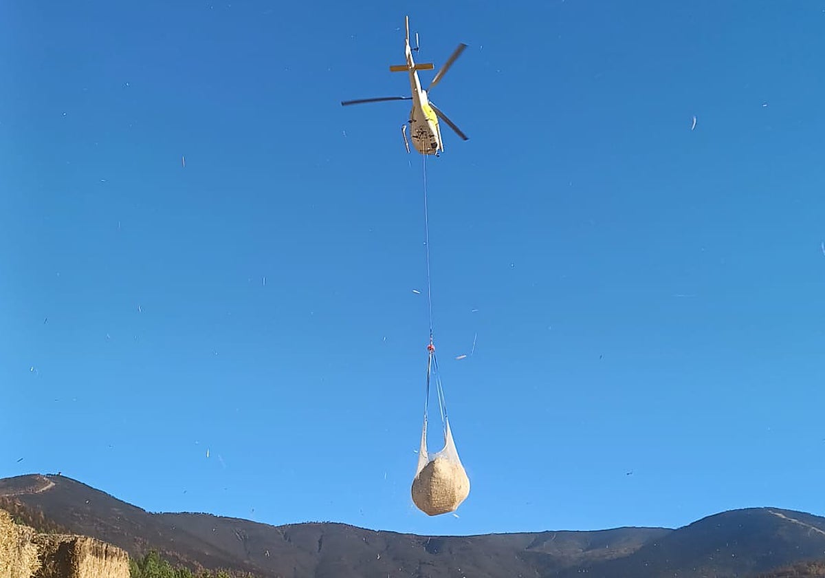 Trabajos de colocación de paja mediante helicóptero, lo que se conoce como 'helimulching'.