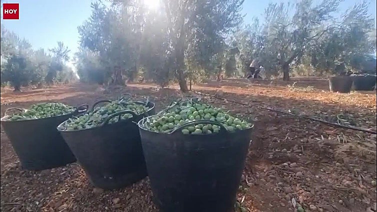 La campaña de aceituna de verdeo, directa a la almazara