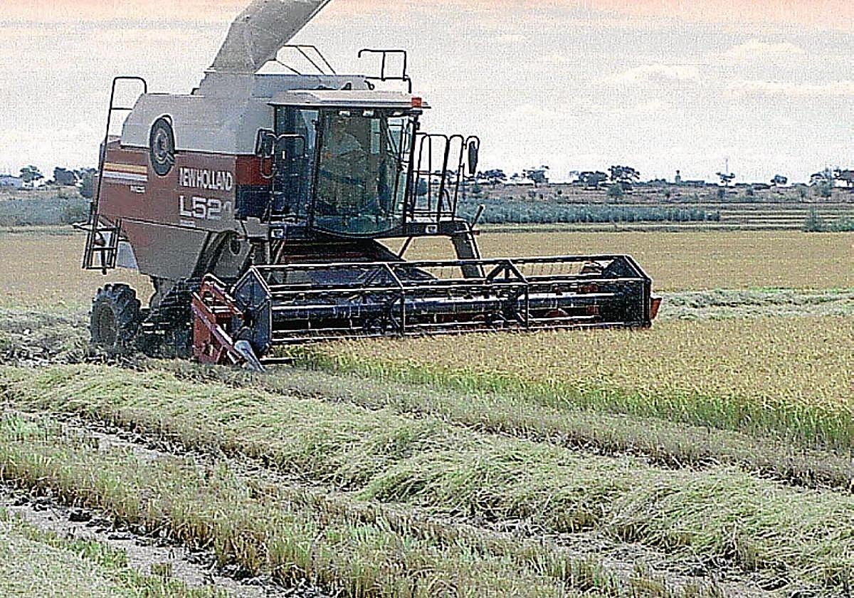 El PP reclama al Gobierno que garantice el cultivo del arroz
