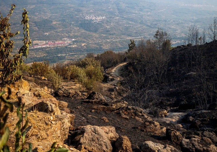 Rifirrafe entre ecologistas y Junta a cuenta de la tala de los árboles quemados en los fuegos