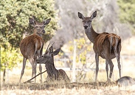 Ciervos en el parque nacional extremeño.