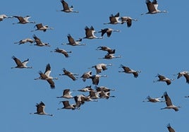 El cielo de Extremadura se llena de vida: las aves migratorias que regresan este otoño
