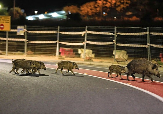 Jabalíes en la glorieta de la Universidad Laboral de Cáceres en el verano de 2020.