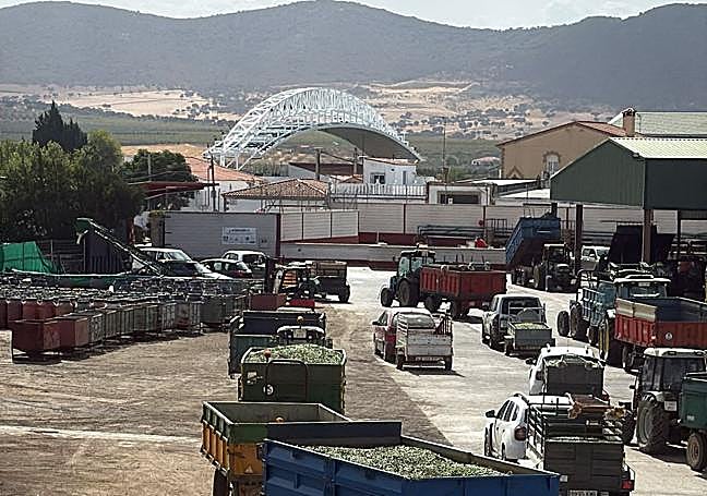 Camiones y remolques listos para descargar aceituna en la Cooperativa de Santa Marta de los Barros.