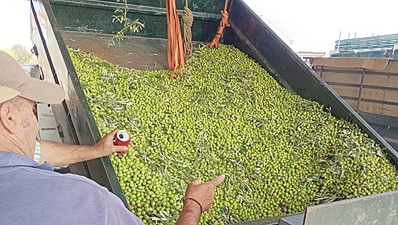 Un nuevo trámite aumenta la burocracia para entregar aceituna en las almazaras