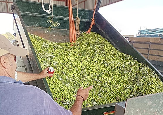 Un agricultor descarga un remolque de aceitunas en la Cooperativa de Santa Marta de los Barros, esta semana.