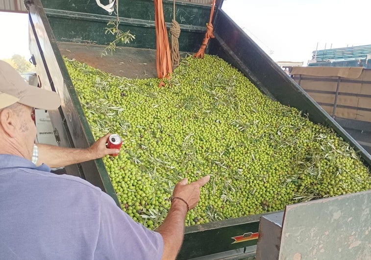 Un nuevo trámite aumenta la burocracia para entregar aceituna en las almazaras