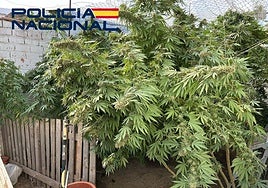 Detenido por cultivar marihuana en el patio de una vivienda de Villanueva de la Serena
