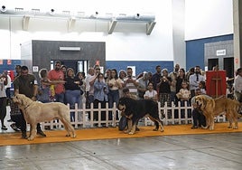 Concurso de mastines españoles seguido por el público esta mañana en Ifeme.