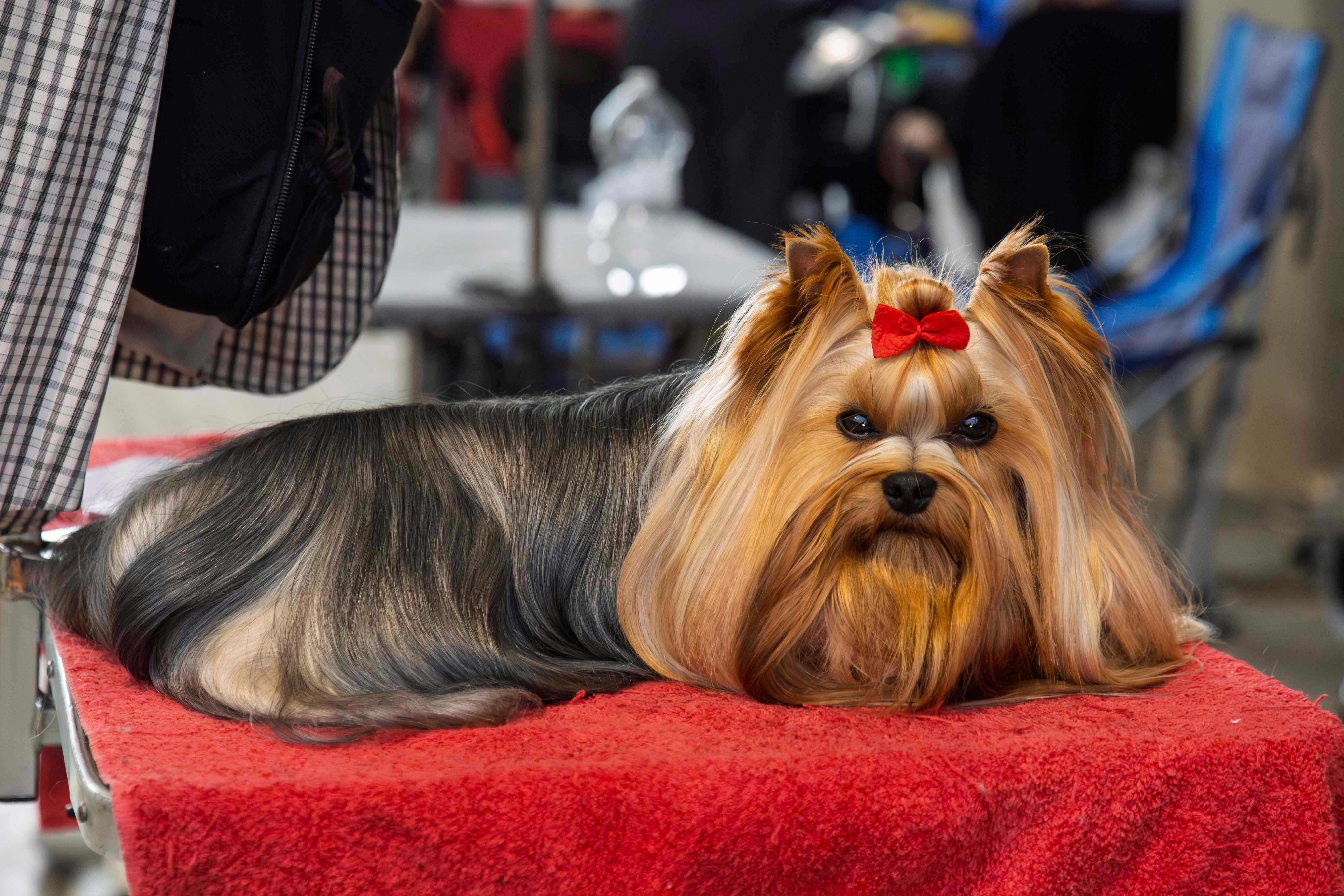Fotos | Las mejores imágenes de la Exposición Internacional Canina de Mérida