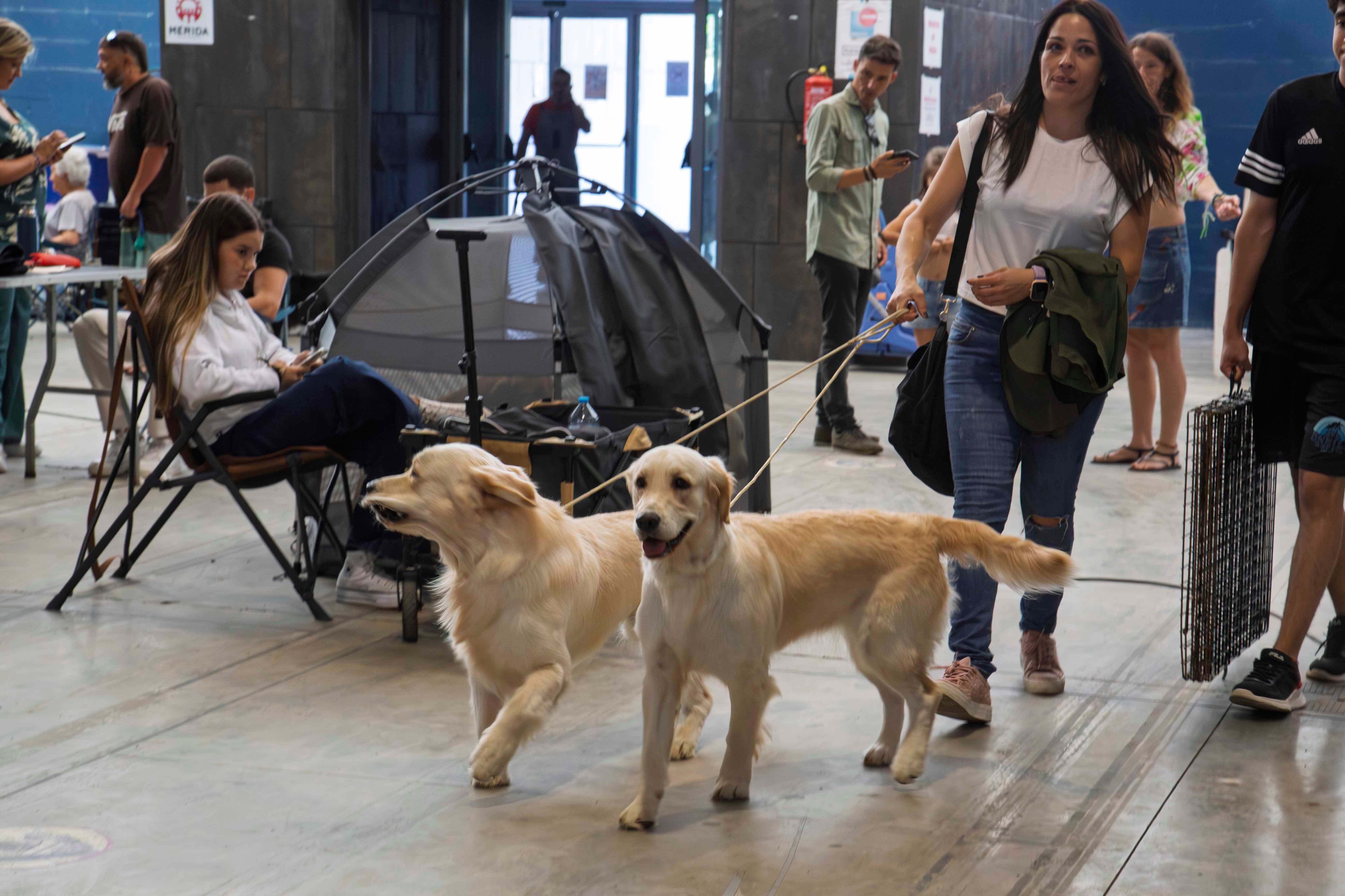 Fotos | Las mejores imágenes de la Exposición Internacional Canina de Mérida