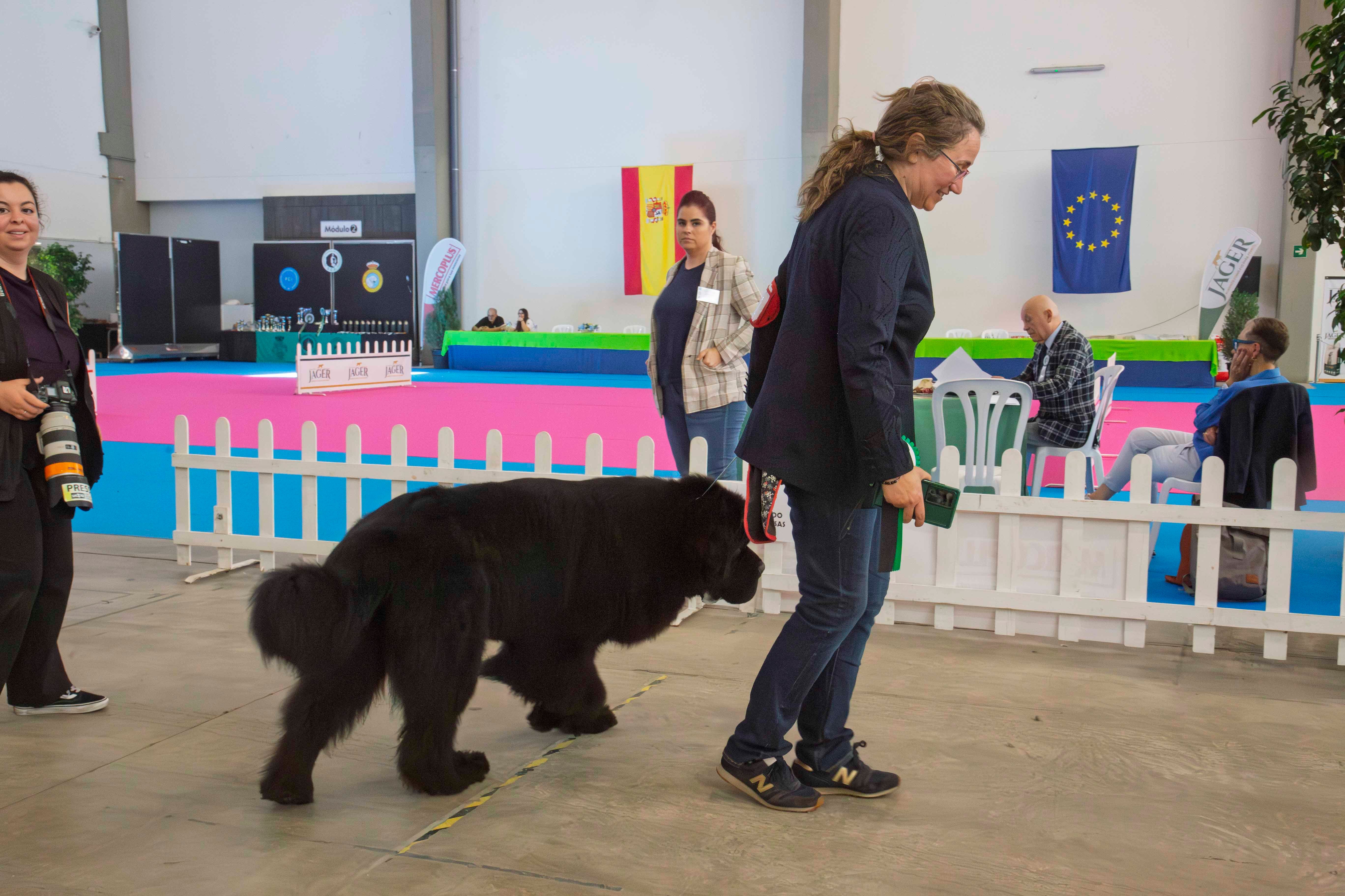 Fotos | Las mejores imágenes de la Exposición Internacional Canina de Mérida