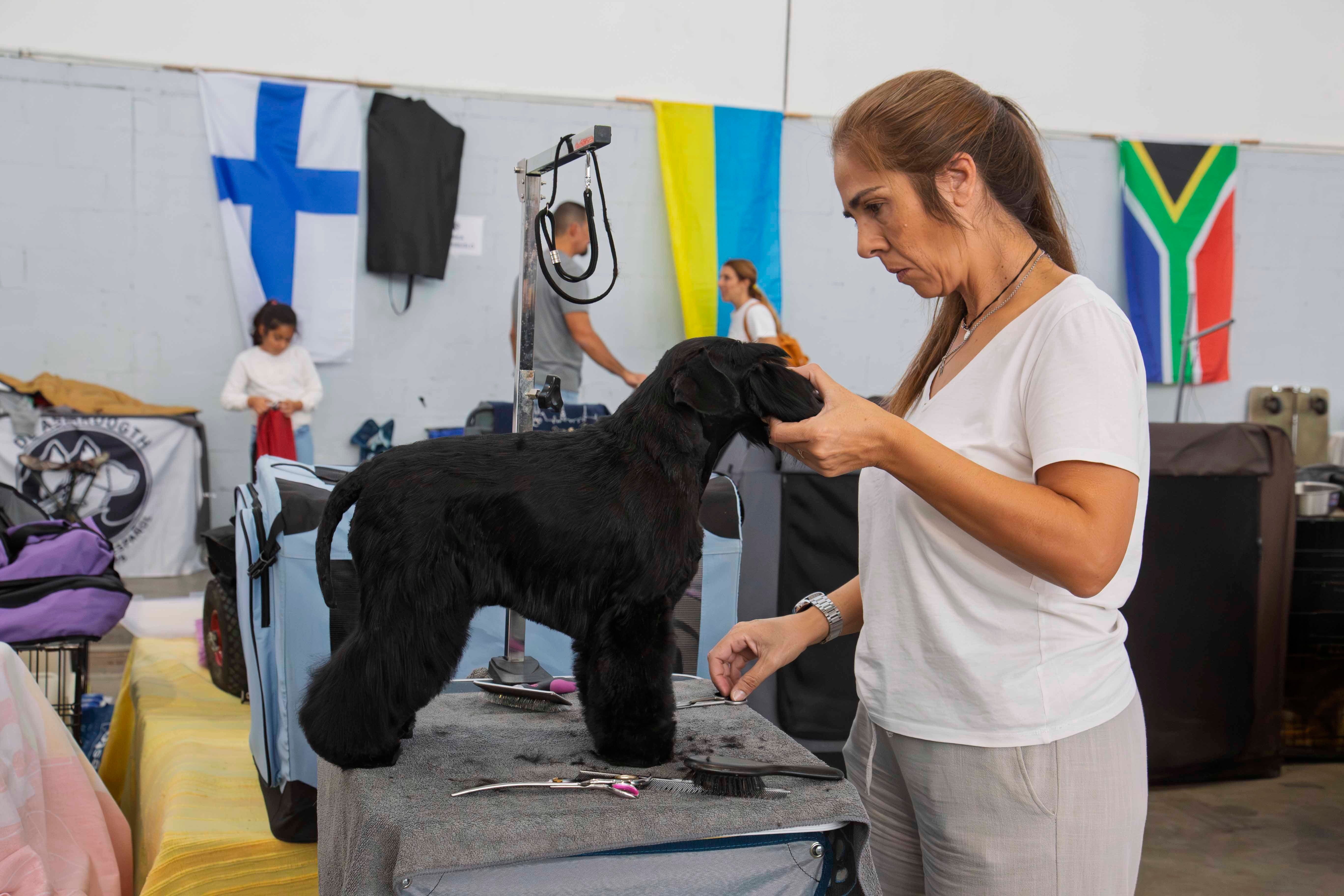 Fotos | Las mejores imágenes de la Exposición Internacional Canina de Mérida