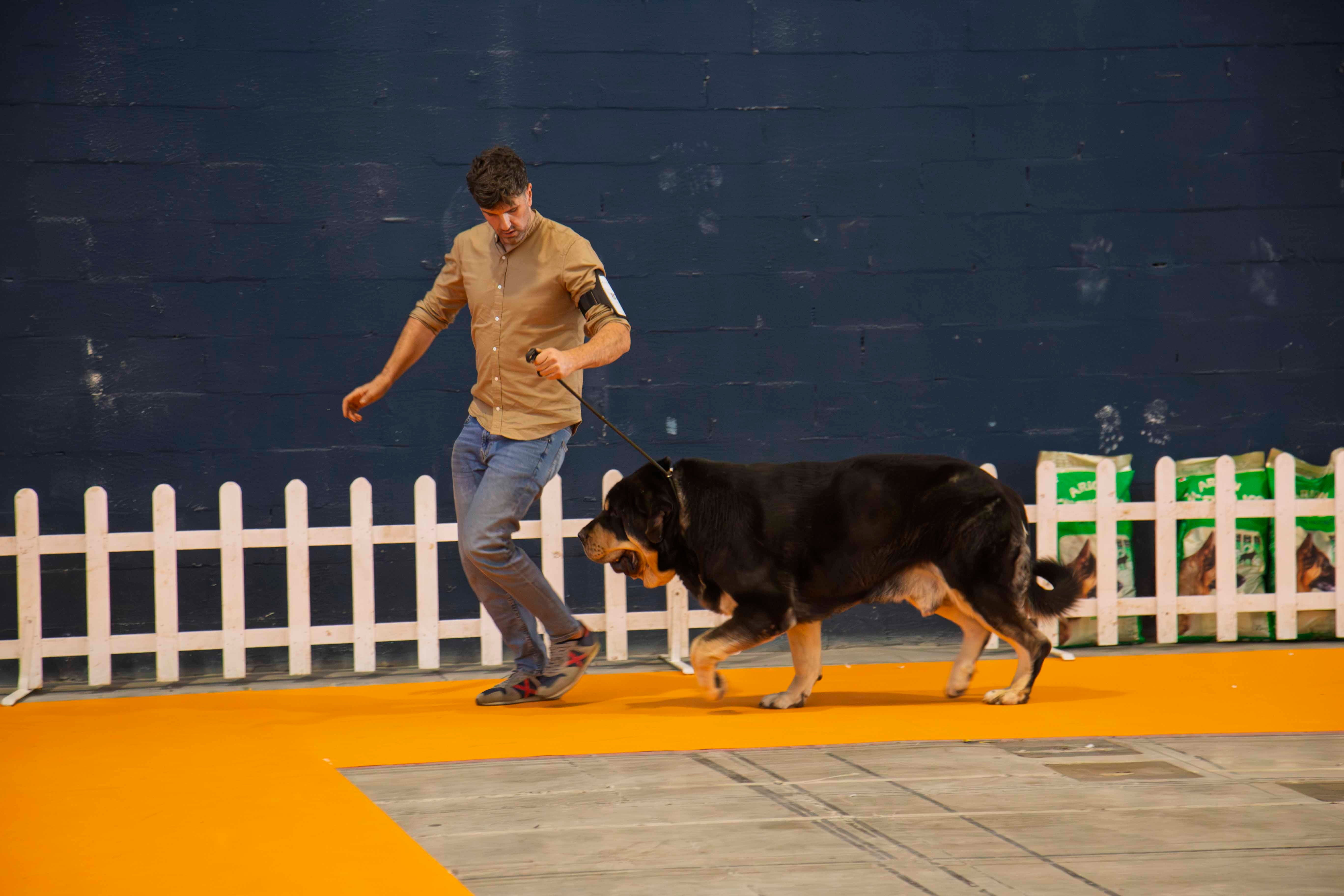Fotos | Las mejores imágenes de la Exposición Internacional Canina de Mérida