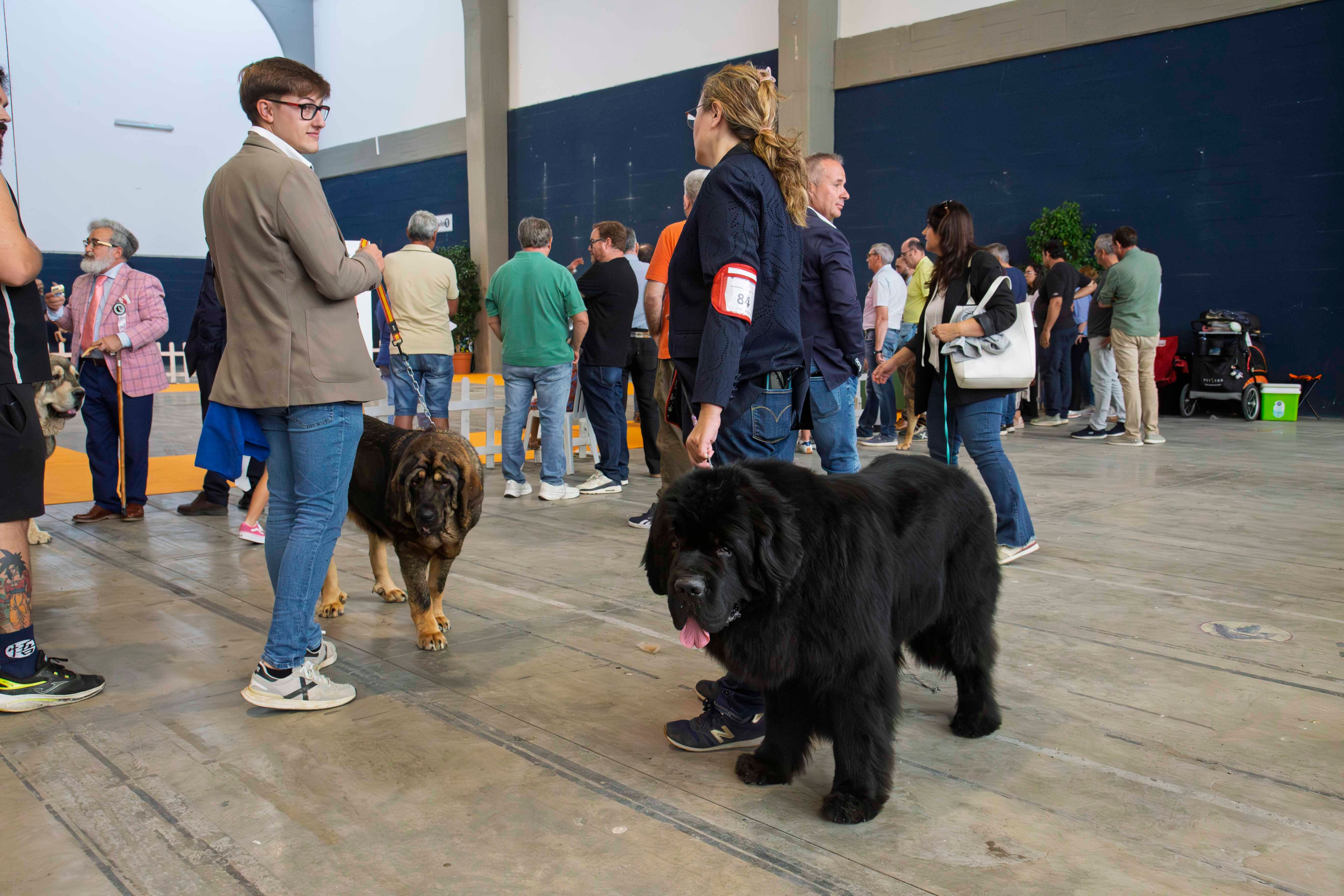 Fotos | Las mejores imágenes de la Exposición Internacional Canina de Mérida