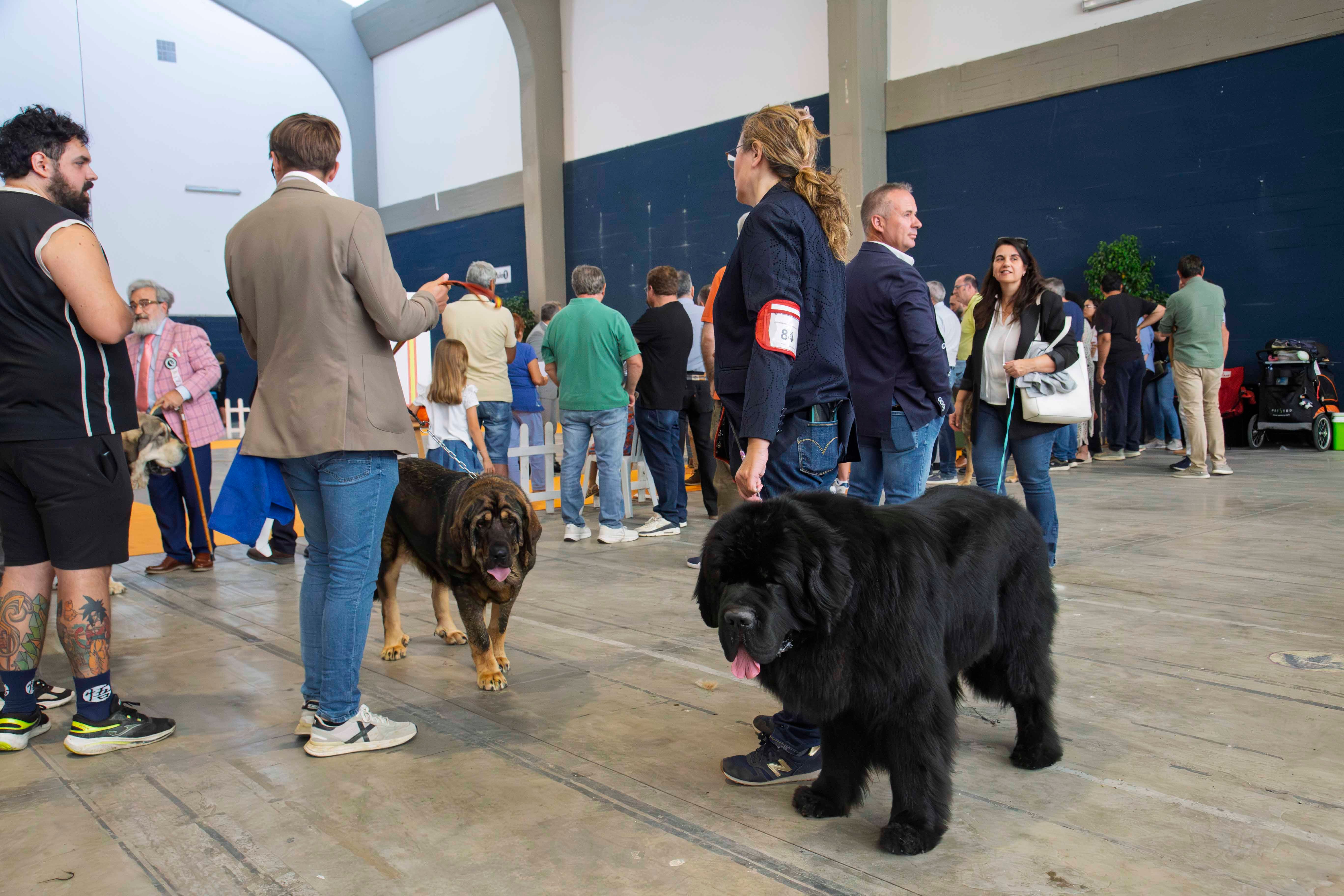 Fotos | Las mejores imágenes de la Exposición Internacional Canina de Mérida