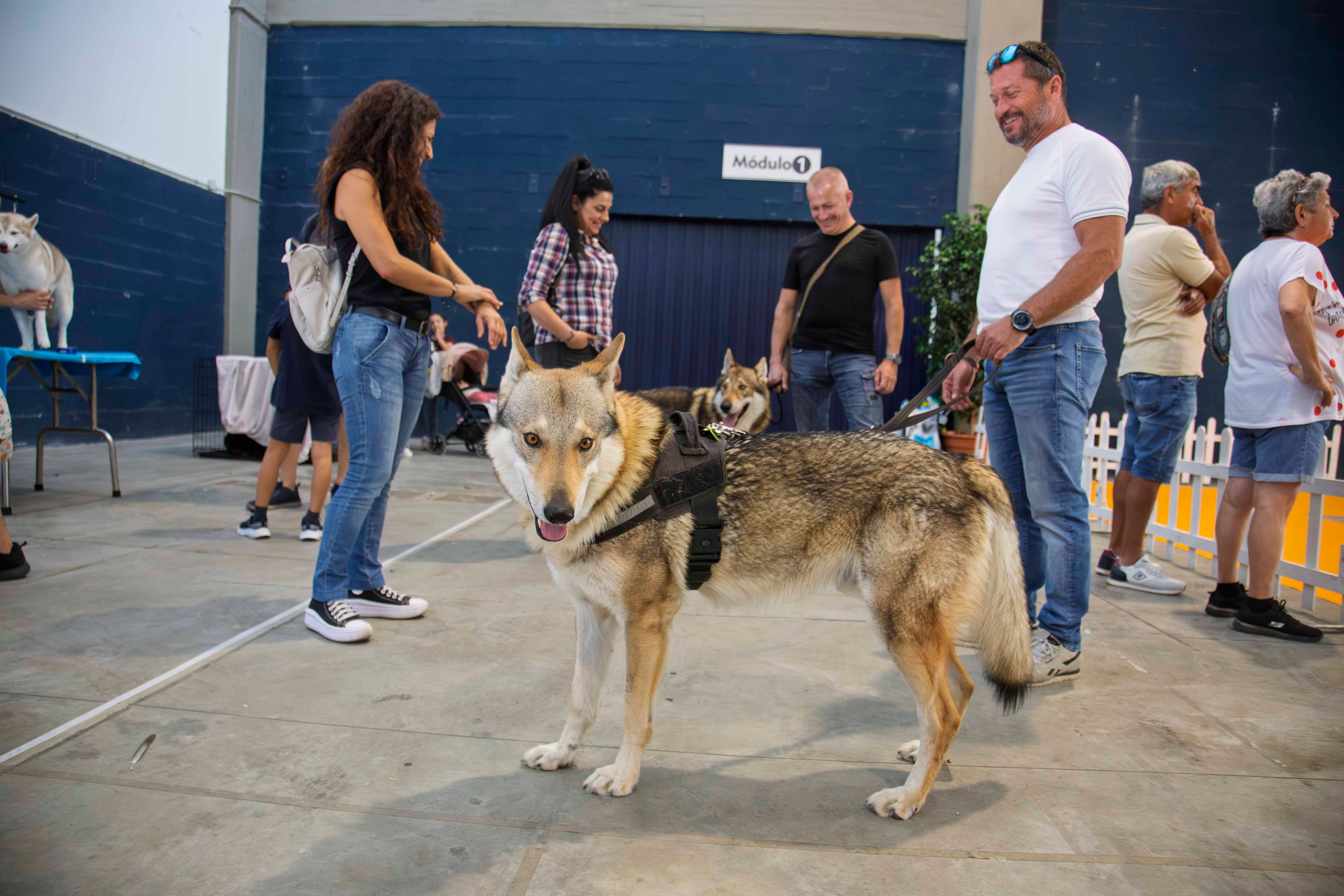 Fotos | Las mejores imágenes de la Exposición Internacional Canina de Mérida
