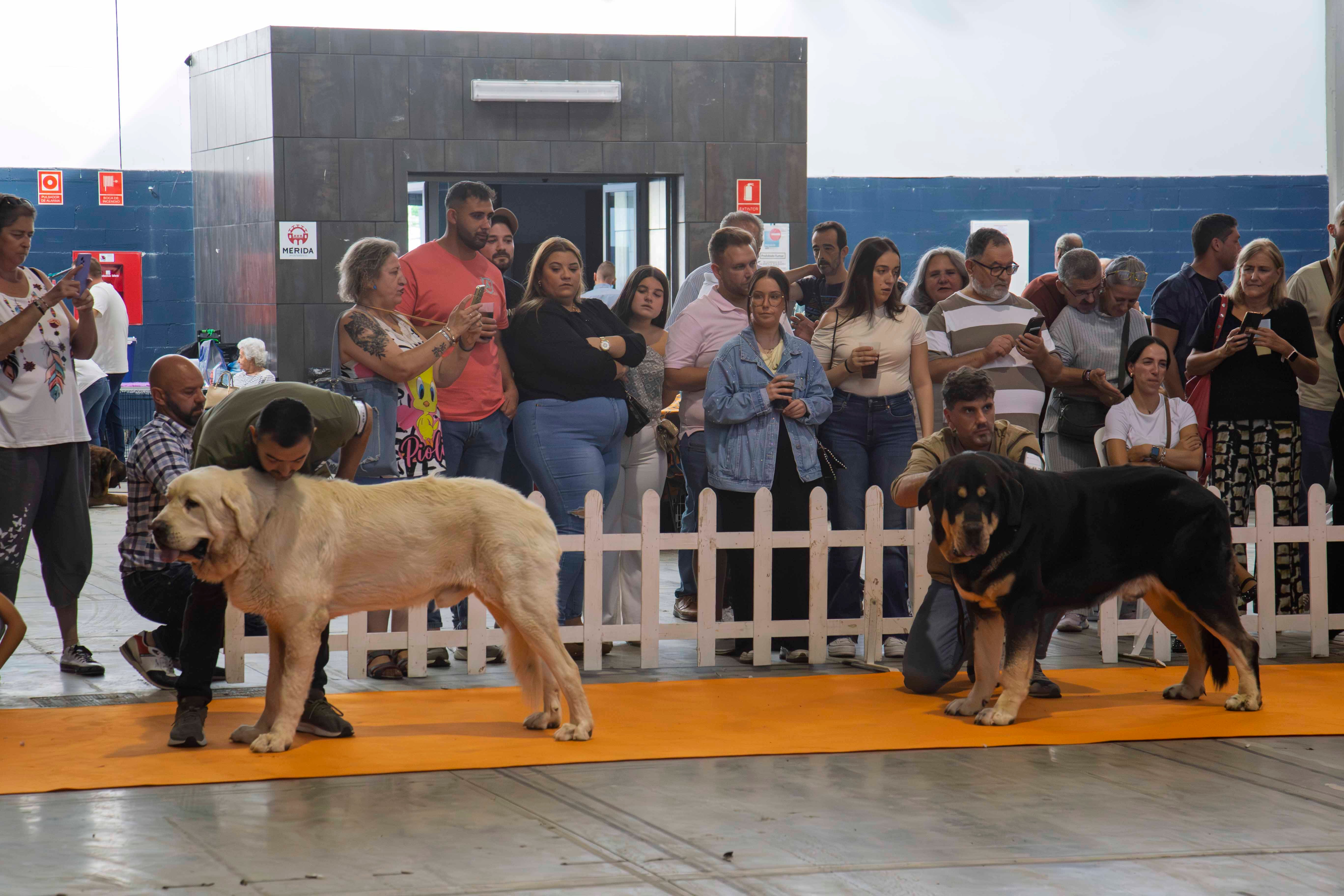 Fotos | Las mejores imágenes de la Exposición Internacional Canina de Mérida