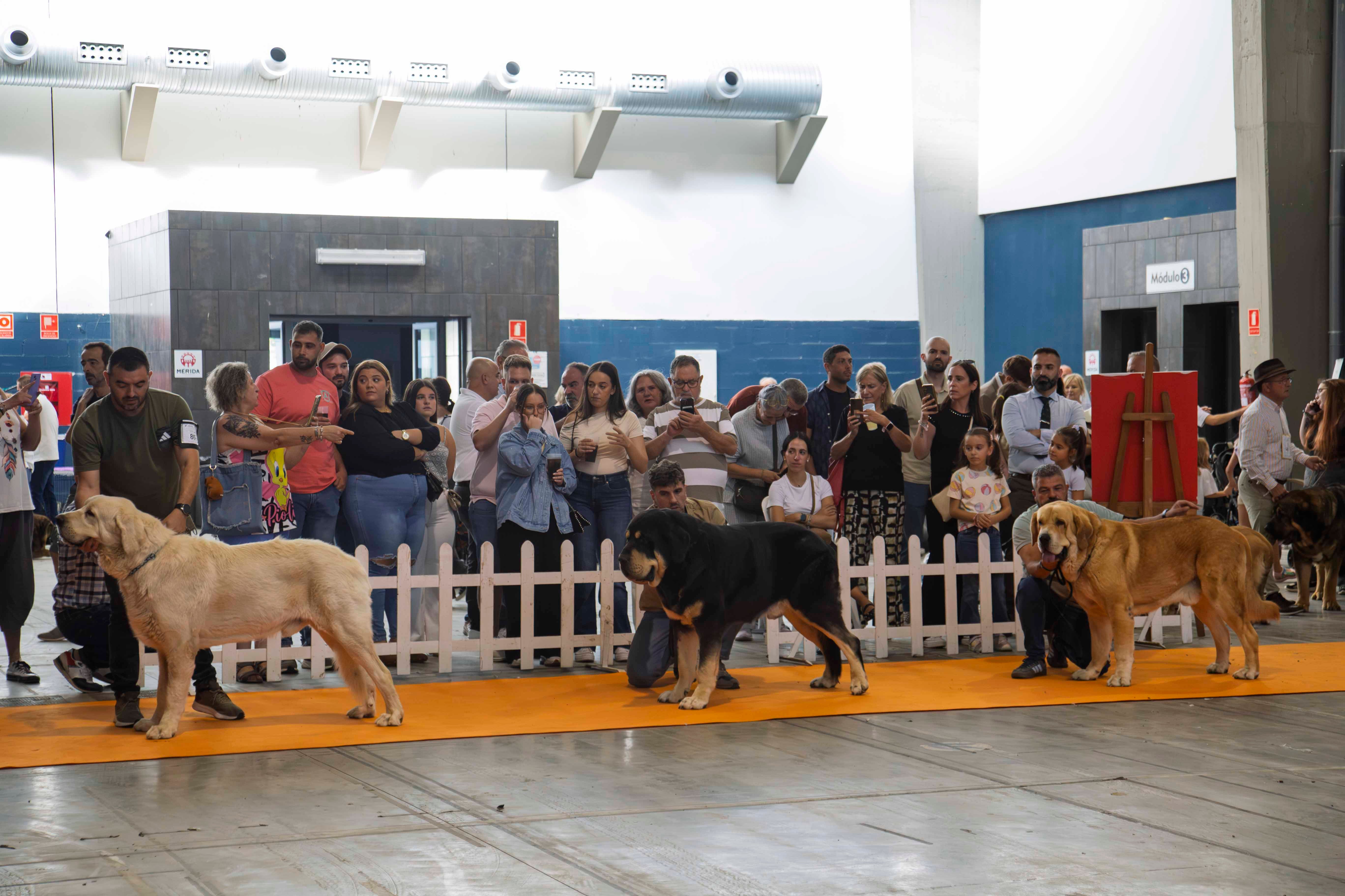 Fotos | Las mejores imágenes de la Exposición Internacional Canina de Mérida