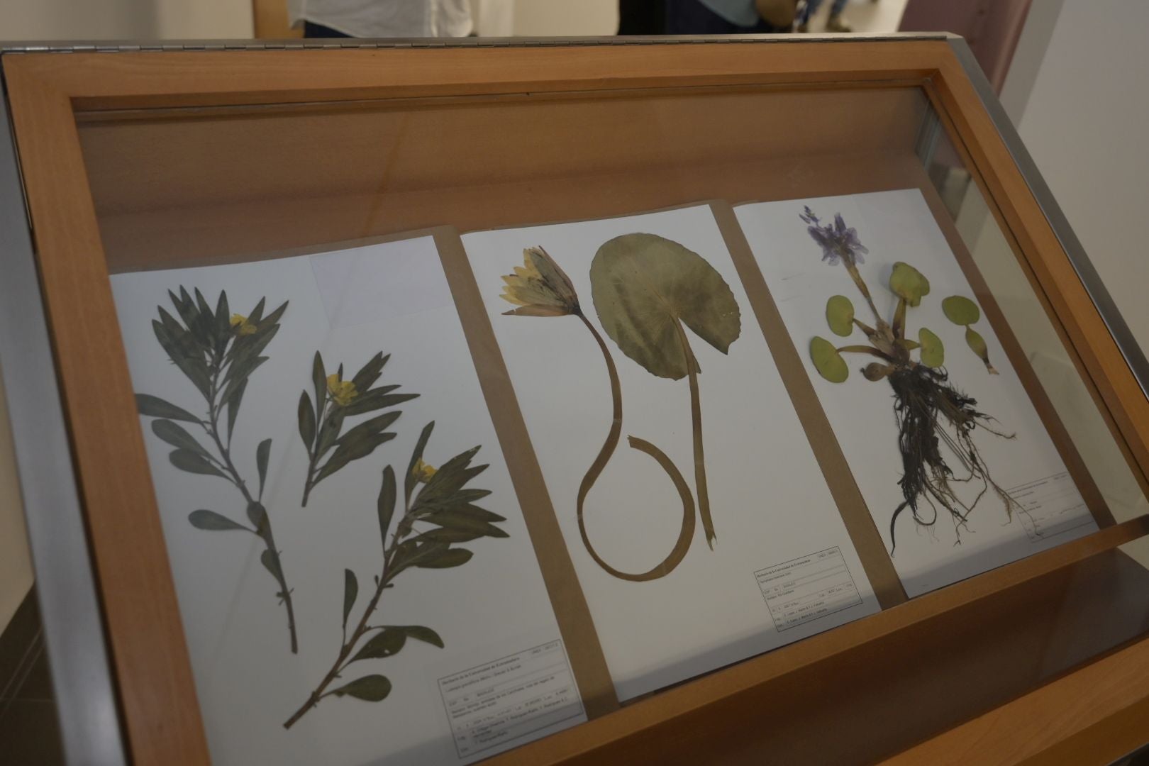 La exposición dedica una parte a la botánica y otra a la mineralogía.