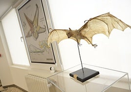 Un zorro volador, con 80 centímetros de envergadura, en la exposición que se puede ver en Badajoz hasta el 31 de diciembre