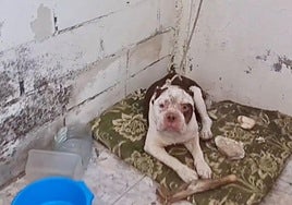 Investigado por maltrato animal un vecino de Talayuela que tenía a un perro en estado de abandono