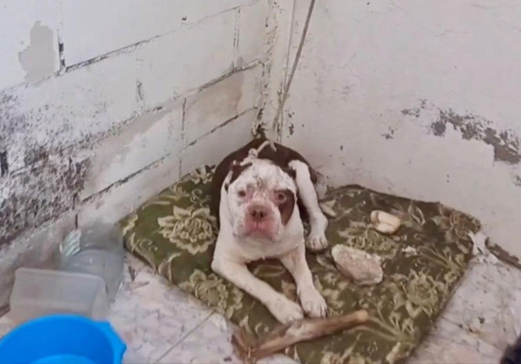 Investigado por maltrato animal un vecino de Talayuela que tenía a un perro en estado de abandono