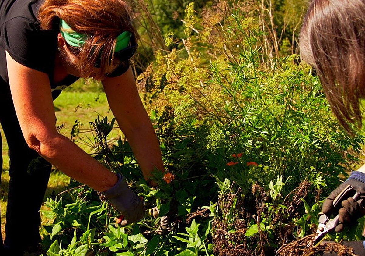 El empleo en la agricultura ha contribuido con fuerza este verano a la reducción del paro.
