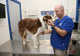 El veterinario Marco Moruno, de la clínica Vía de la Plata de Mérida, examinando a un perro.