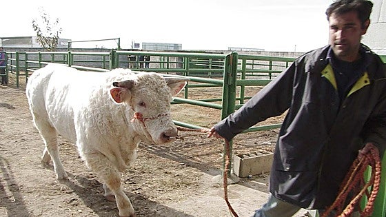 Suspendida la Feria Agroganadera de Trujillo por el miedo a la dermatosis nodular vacuna